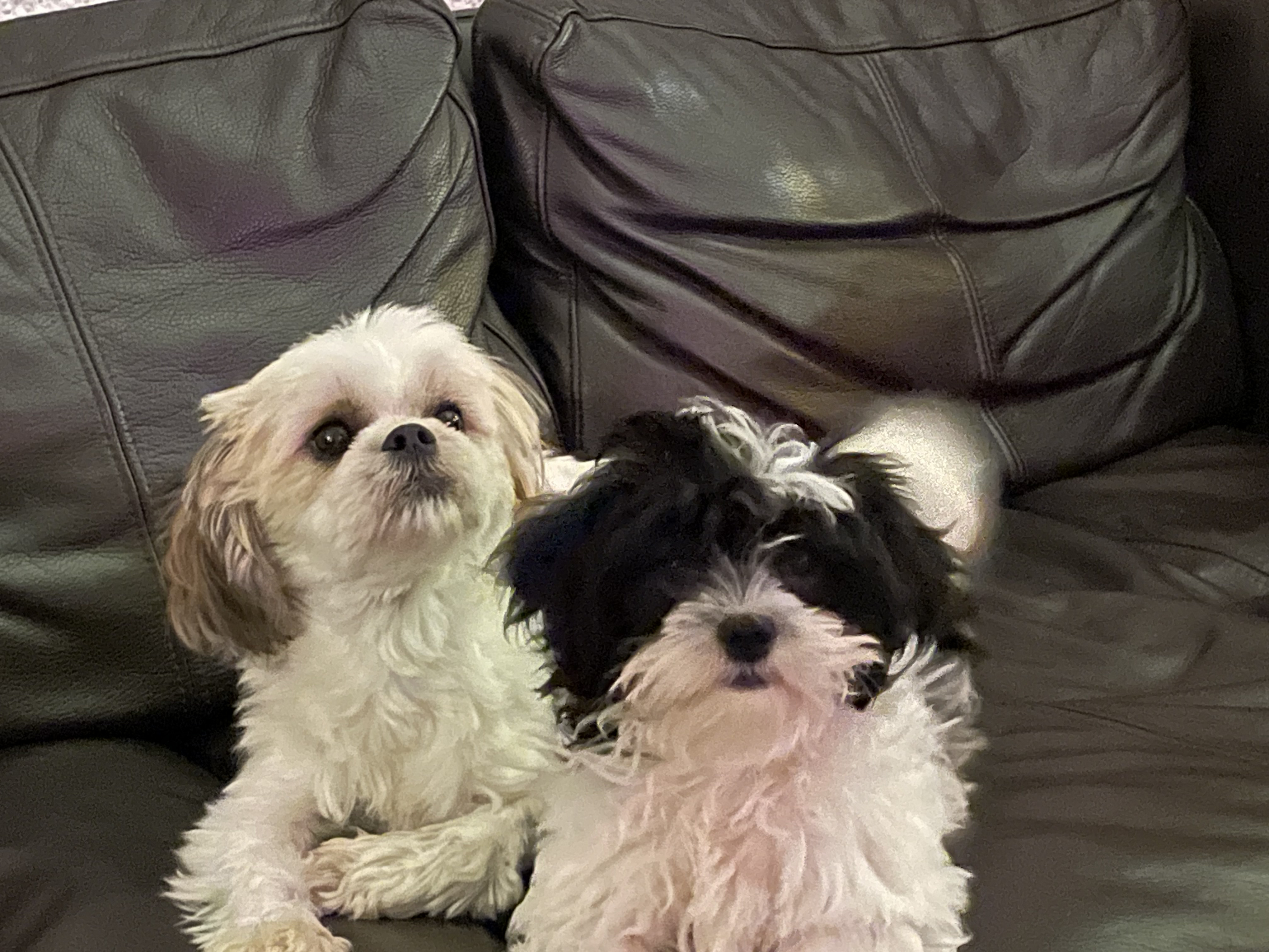 De twee honden van Esther samen op de bank